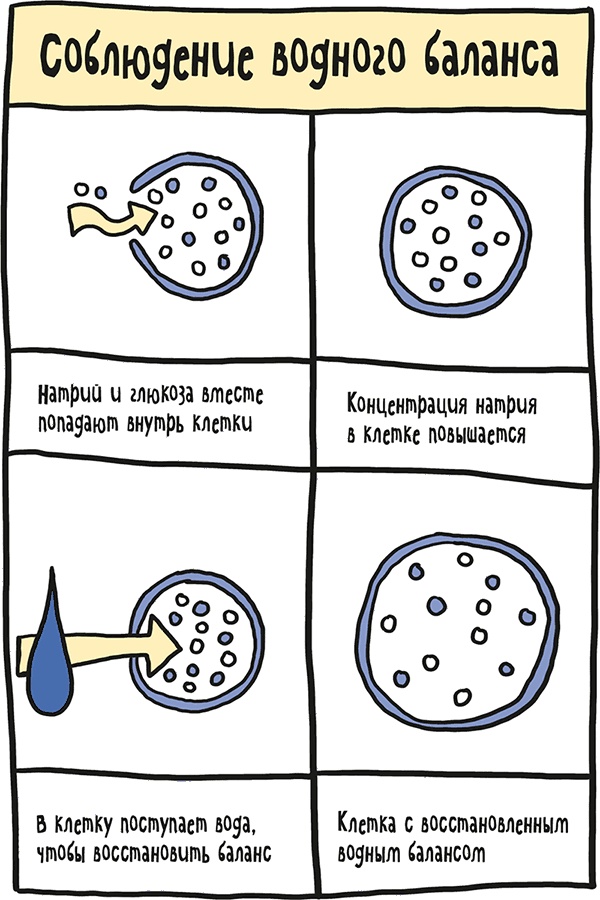 Иллюстрация к книге — Если бы наши тела могли говорить. Руководство по эксплуатации и обслуживанию человеческого тела [i_036.jpg]
