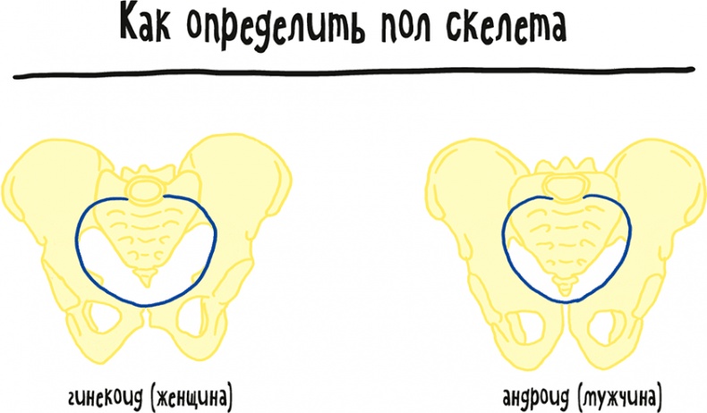 Иллюстрация к книге — Если бы наши тела могли говорить. Руководство по эксплуатации и обслуживанию человеческого тела [i_041.jpg]