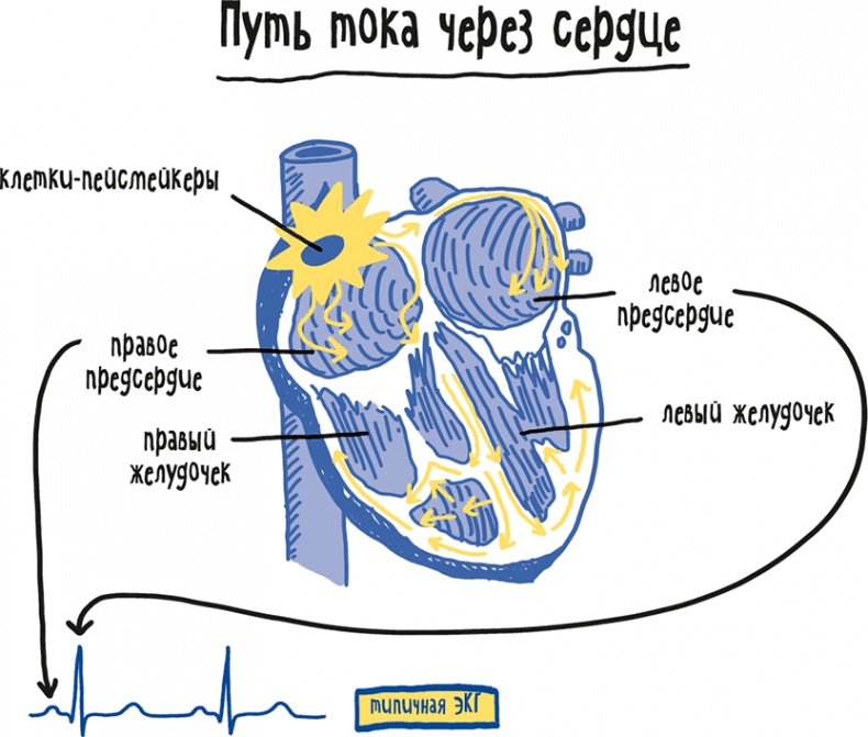 Иллюстрация к книге — Если бы наши тела могли говорить. Руководство по эксплуатации и обслуживанию человеческого тела [i_046.jpg]