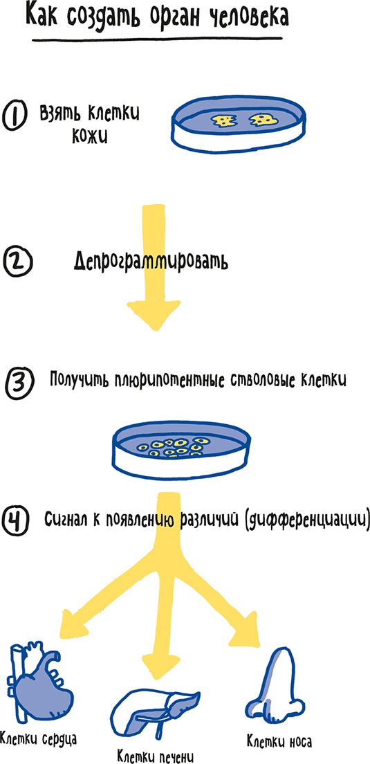 Иллюстрация к книге — Если бы наши тела могли говорить. Руководство по эксплуатации и обслуживанию человеческого тела [i_048.jpg]
