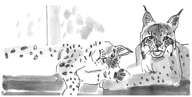 Иллюстрация к книге — Лось на диване, верветка на печи [i_030.jpg]