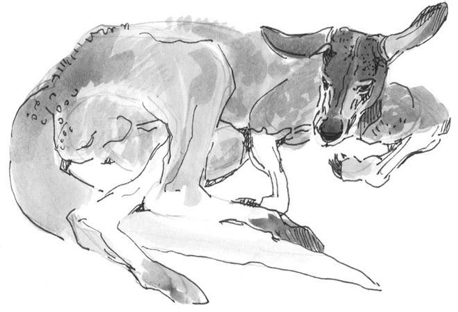 Иллюстрация к книге — Лось на диване, верветка на печи [i_045.jpg]