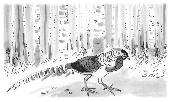 Иллюстрация к книге — Лось на диване, верветка на печи [i_062.jpg]