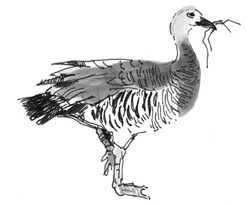 Иллюстрация к книге — Лось на диване, верветка на печи [i_063.jpg]