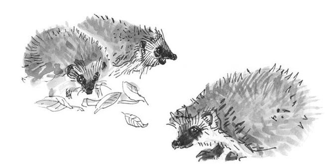 Иллюстрация к книге — Лось на диване, верветка на печи [i_078.jpg]