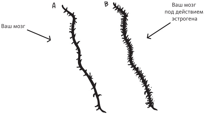 Иллюстрация к книге — Вы и ваши гормоны. Наука о женском здоровье и гормональной контрацепции [img_11.jpg]