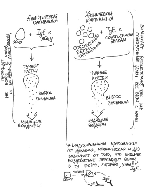 Иллюстрация к книге — Аллергия и как с ней жить. Руководство для всей семьи [i_024.jpg]