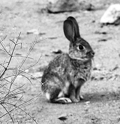 Иллюстрация к книге — Непарадная Америка [i_002.jpg]