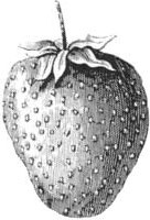 Иллюстрация к книге — Как приготовить кролика, спасти душу и найти любовника [i_014.jpg]