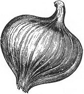 Иллюстрация к книге — Как приготовить кролика, спасти душу и найти любовника [i_019.jpg]