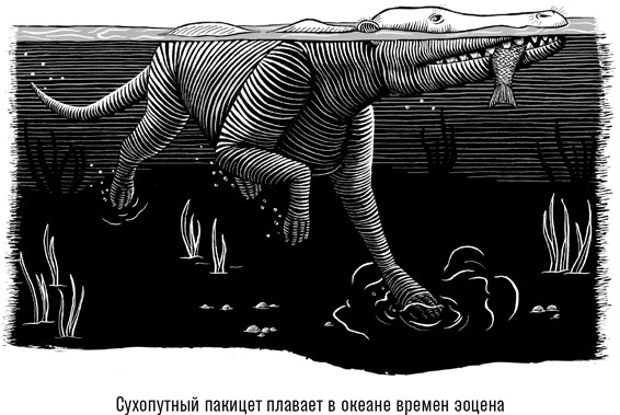 Иллюстрация к книге — Наблюдая за китами [i_005.jpg]