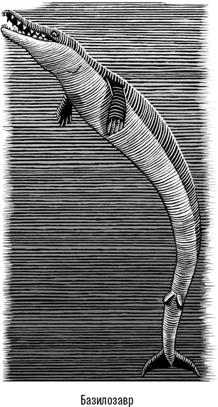 Иллюстрация к книге — Наблюдая за китами [i_008.jpg]