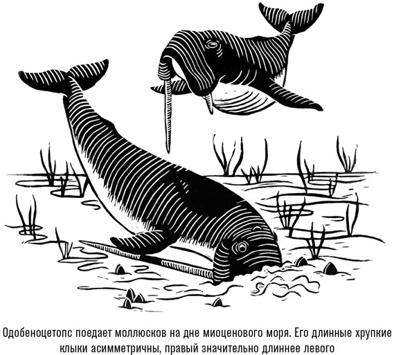 Иллюстрация к книге — Наблюдая за китами [i_012.jpg]