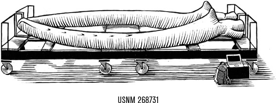Иллюстрация к книге — Наблюдая за китами [i_016.jpg]