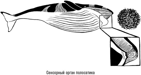 Иллюстрация к книге — Наблюдая за китами [i_019.jpg]