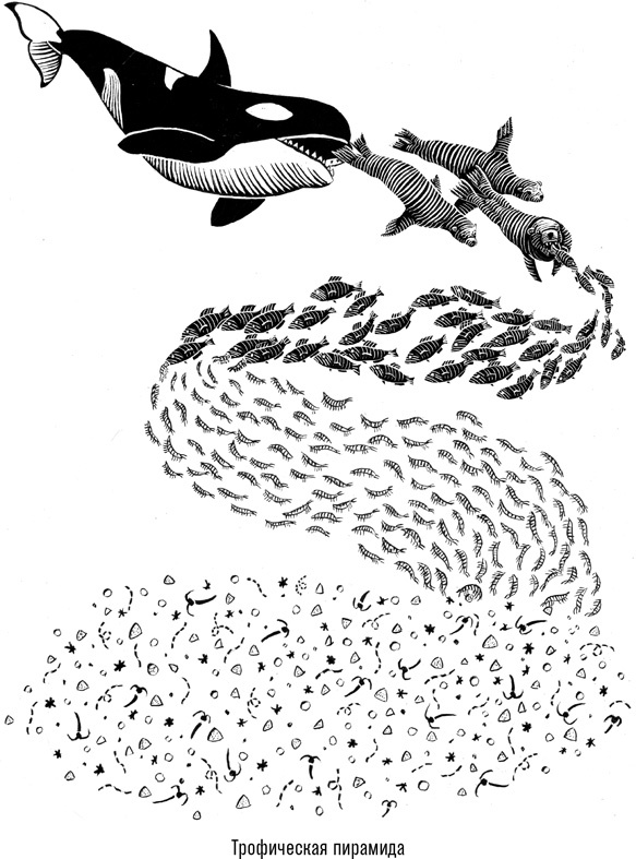 Иллюстрация к книге — Наблюдая за китами [i_021.jpg]