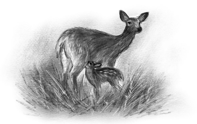 Иллюстрация к книге — Оленёнок Крапинка, или Бархатистый носик [i_018.jpg]