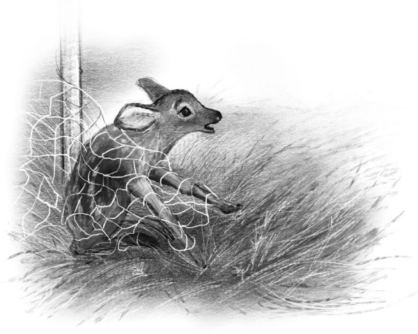 Иллюстрация к книге — Оленёнок Крапинка, или Бархатистый носик [i_020.jpg]