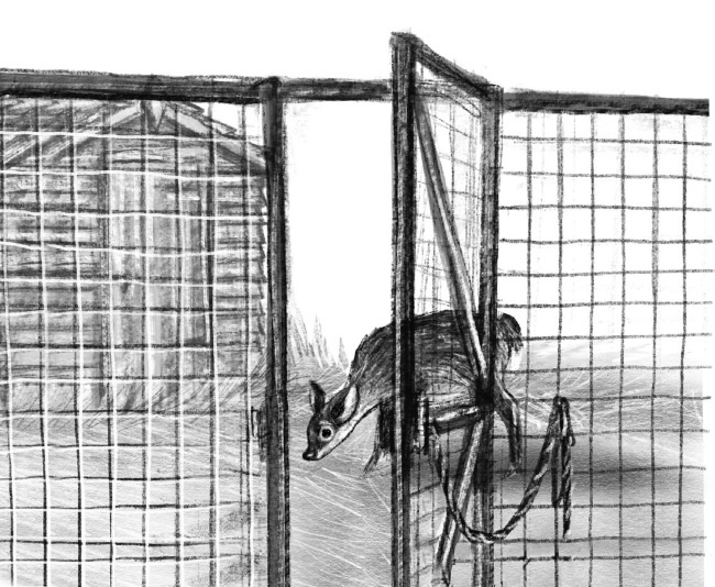 Иллюстрация к книге — Оленёнок Крапинка, или Бархатистый носик [i_047.jpg]