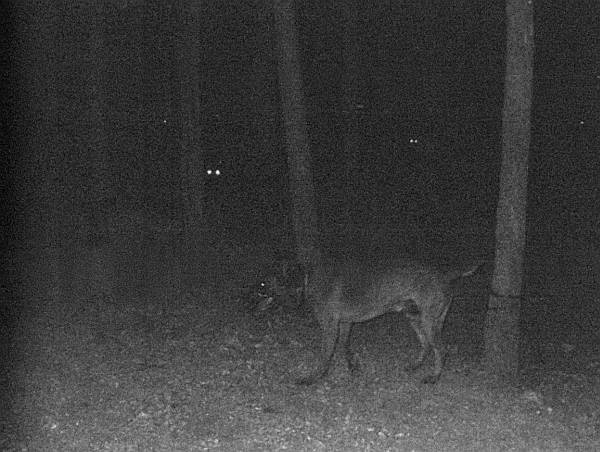 Иллюстрация к книге — Собачья служба. Истории израильского военного кинолога [i_006.jpg]