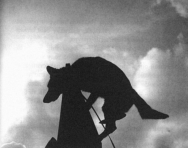 Иллюстрация к книге — Собачья служба. Истории израильского военного кинолога [i_015.jpg]