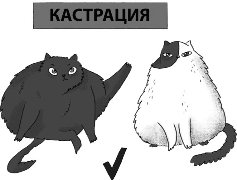 Иллюстрация к книге — КОТоЛОГИКА. О чем молчит кошка [i_029.jpg]