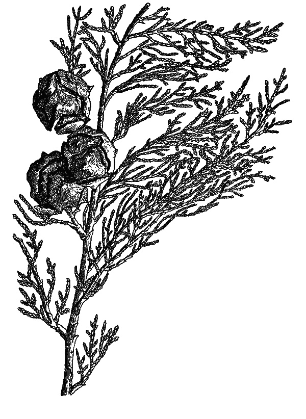 Иллюстрация к книге — Сад зеркал [i_012.jpg]