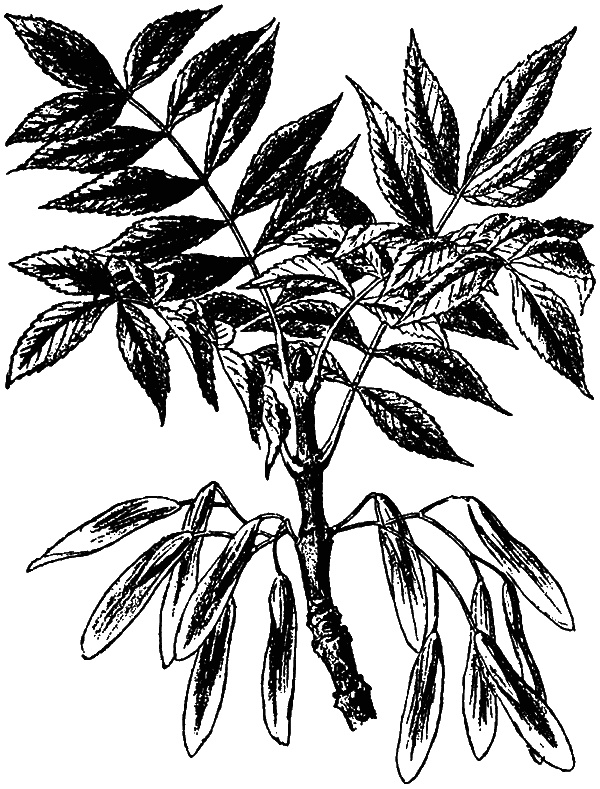 Иллюстрация к книге — Сад зеркал [i_014.jpg]