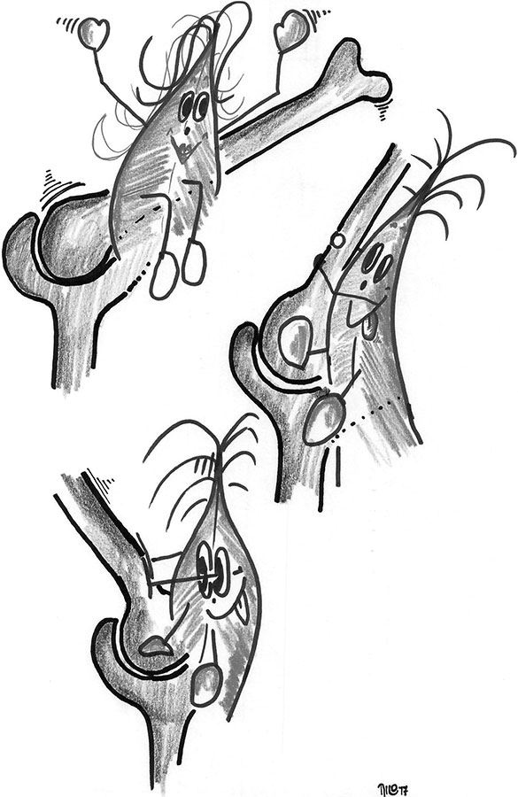 Иллюстрация к книге — Мышцы. Как у вас дела? [i_009.jpg]