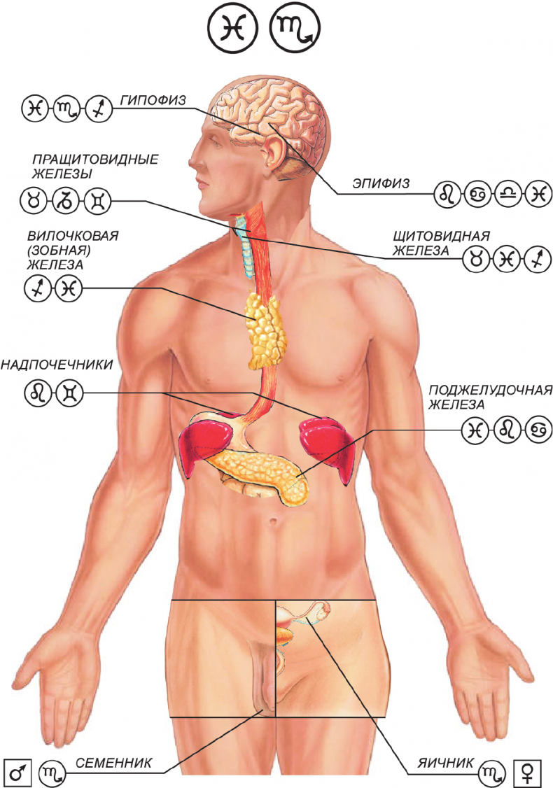 Иллюстрация к книге — Секреты классической медицинской астрологии. Древние способы постановки диагноза, выбора времени и оптимальных способов лечения [img1f7922c898e54b90839fc9a2e890acf7.jpg]