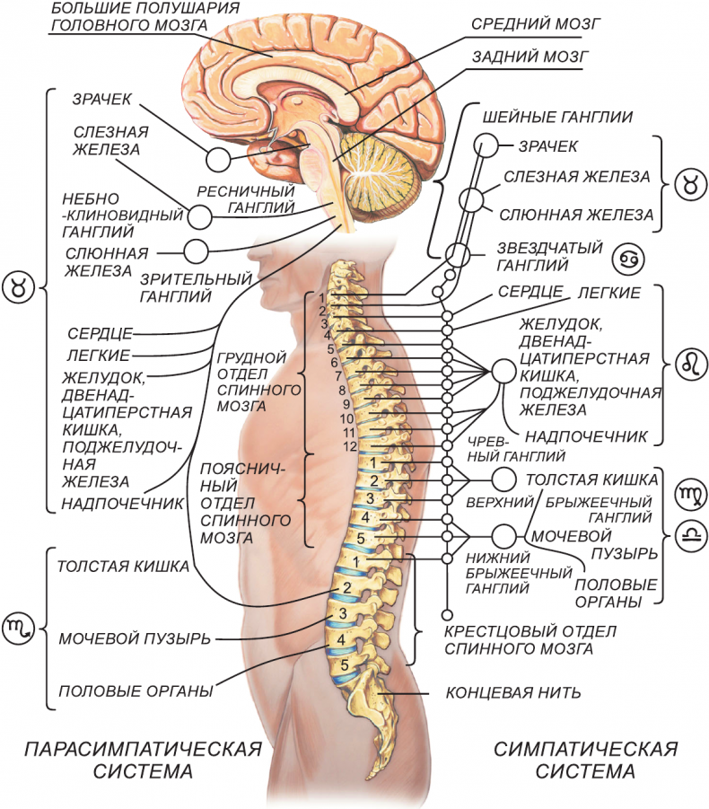 Иллюстрация к книге — Секреты классической медицинской астрологии. Древние способы постановки диагноза, выбора времени и оптимальных способов лечения [img850eb709b85c43669b316bf9f9f4e442.jpg]