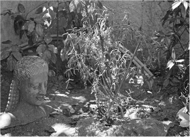 Иллюстрация к книге — О том, что есть в Греции [i_022.jpg]