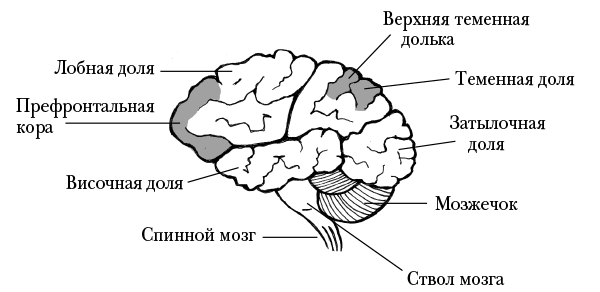 Иллюстрация к книге — Мозг, ты спишь? 14 историй, которые приоткроют дверь в ночную жизнь нашего самого загадочного органа [i_002.jpg]
