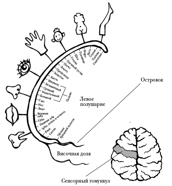 Иллюстрация к книге — Мозг, ты спишь? 14 историй, которые приоткроют дверь в ночную жизнь нашего самого загадочного органа [i_004.jpg]