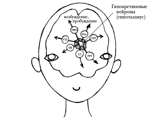 Иллюстрация к книге — Мозг, ты спишь? 14 историй, которые приоткроют дверь в ночную жизнь нашего самого загадочного органа [i_005.jpg]