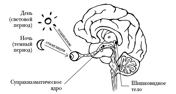 Иллюстрация к книге — Мозг, ты спишь? 14 историй, которые приоткроют дверь в ночную жизнь нашего самого загадочного органа [i_007.jpg]
