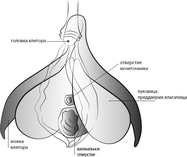 Иллюстрация к книге — Зачем женщине секс? Что мешает нам заниматься любовью с наслаждением [i_001.jpg]