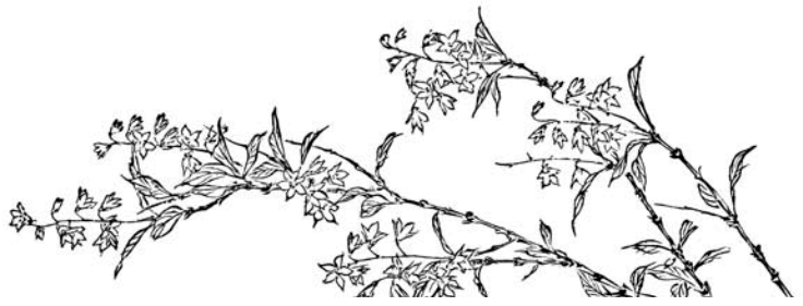 Иллюстрация к книге — Terra Nipponica [i_007.jpg]