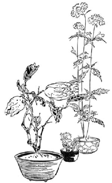 Иллюстрация к книге — Terra Nipponica [i_015.jpg]