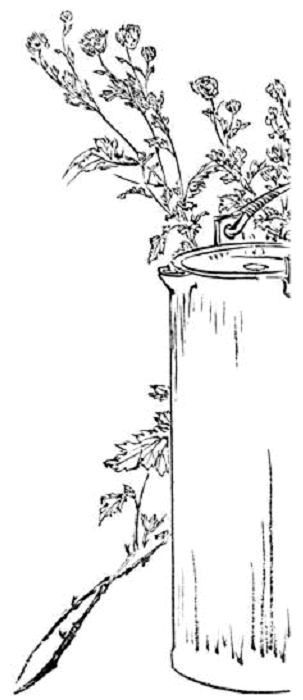 Иллюстрация к книге — Terra Nipponica [i_033.jpg]