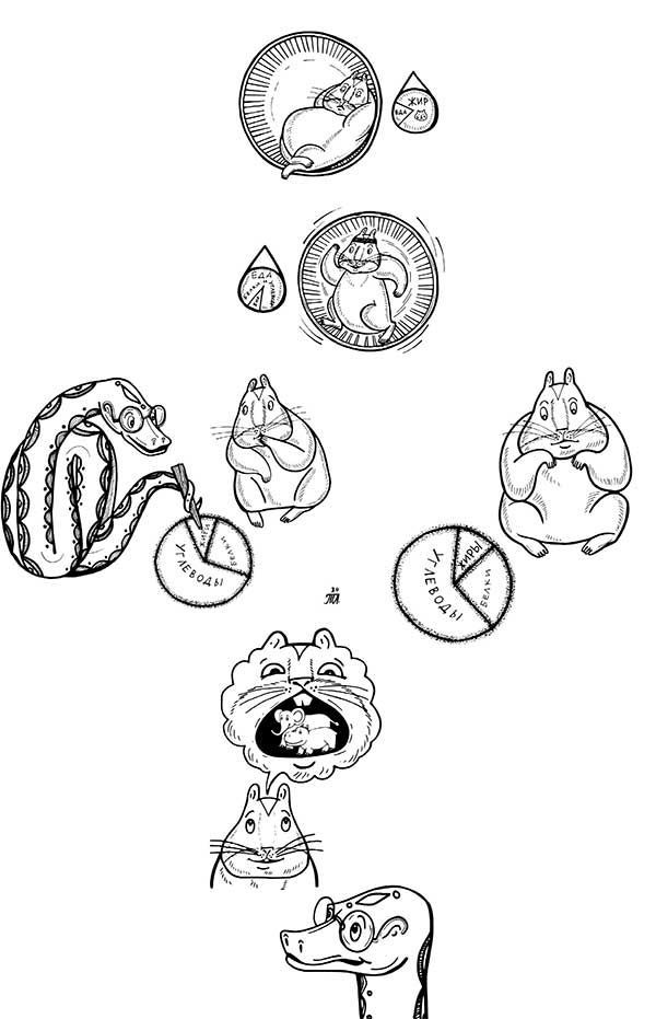 Иллюстрация к книге — В поисках волшебной таблетки. Научно-популярная сказка [i_017.jpg]