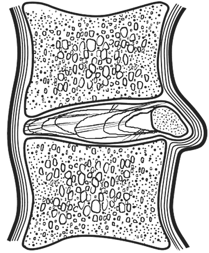 Иллюстрация к книге — Без таблеток! Быть здоровым в нашей стране [i_001.jpg]