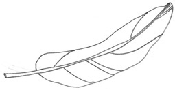 Иллюстрация к книге — Девочки-колдуньи [i_021.jpg]