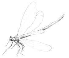 Иллюстрация к книге — Девочки-колдуньи [i_059.jpg]