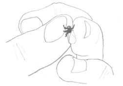 Иллюстрация к книге — Девочки-колдуньи [i_086.jpg]