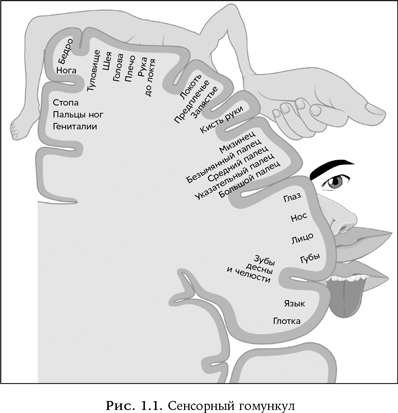 Иллюстрация к книге — Ум в движении. Как действие формирует мысль [i_002.jpg]