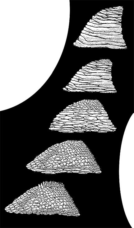 Иллюстрация к книге — Затерянный мир Дарвина. Тайная история жизни на Земле [i_011.jpg]