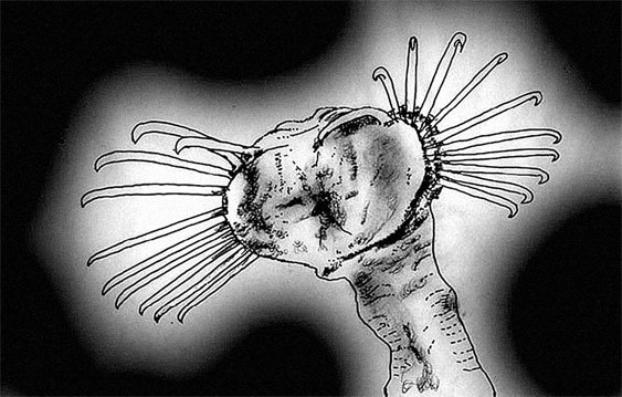 Иллюстрация к книге — Затерянный мир Дарвина. Тайная история жизни на Земле [i_014.jpg]