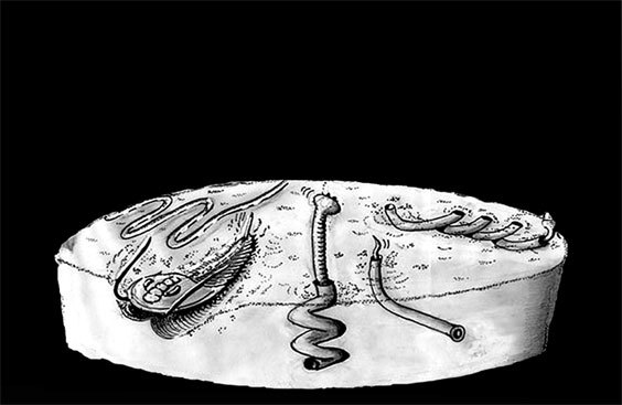 Иллюстрация к книге — Затерянный мир Дарвина. Тайная история жизни на Земле [i_016.jpg]