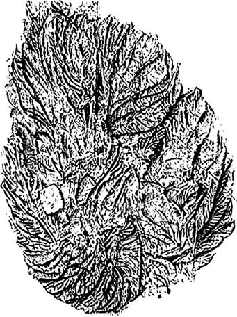 Иллюстрация к книге — Затерянный мир Дарвина. Тайная история жизни на Земле [i_018.jpg]